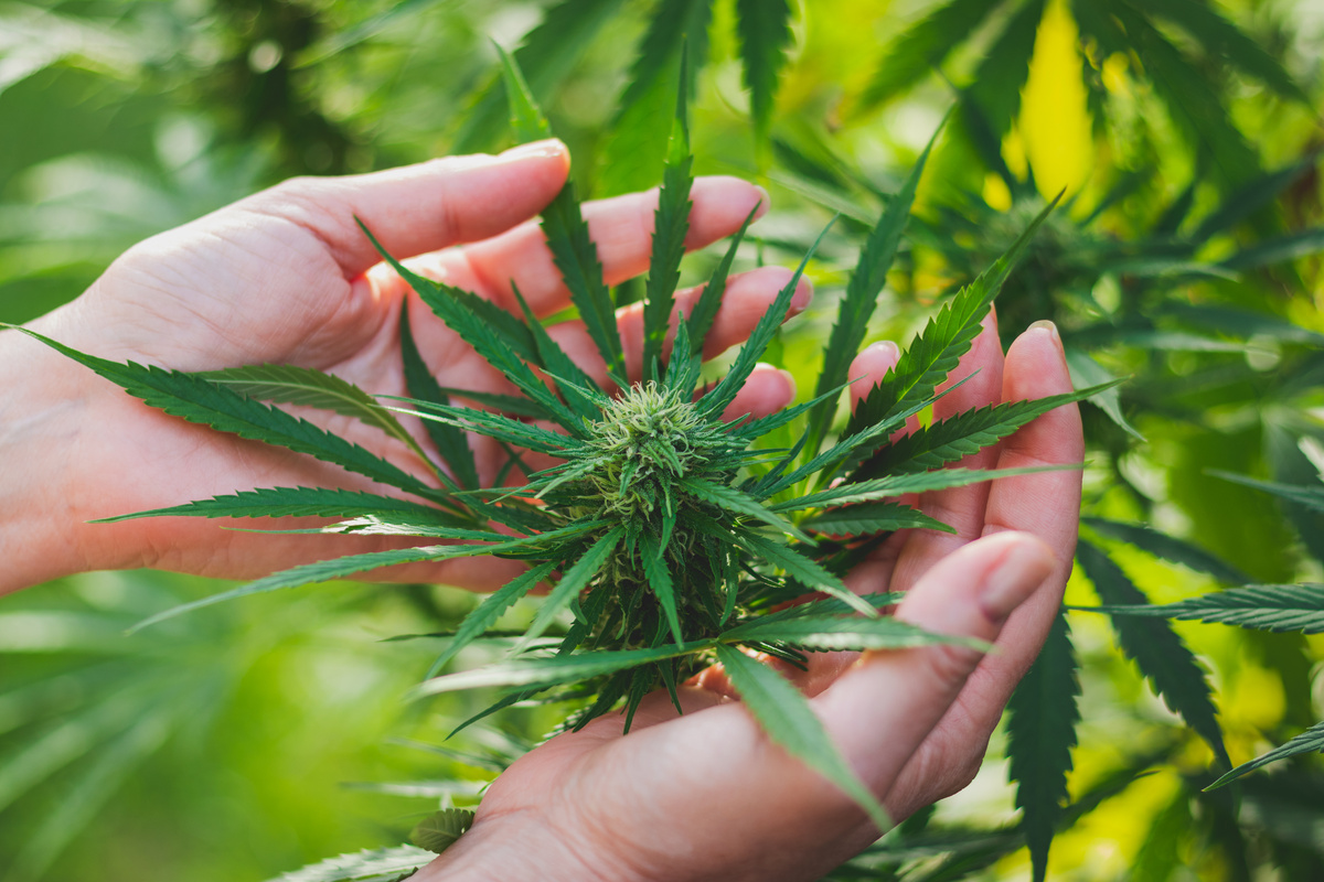 Woman controls the harvest of marijuana.